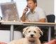 Is Your Company Pet Friendly?